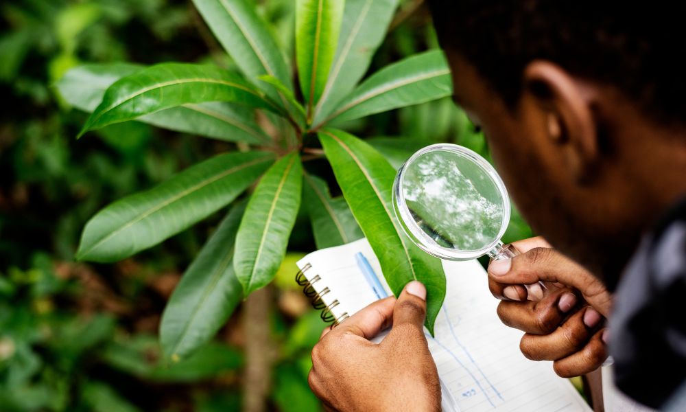 Regular Challenges for Herbal Product Entrepreneurs